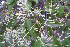 Cinnamomum malabatrum